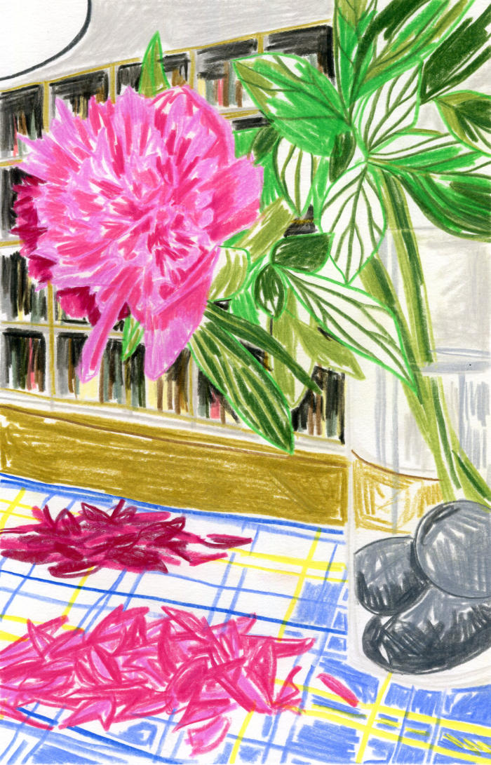 Motivbeispiel-Buntstifte-Pfingstrosen